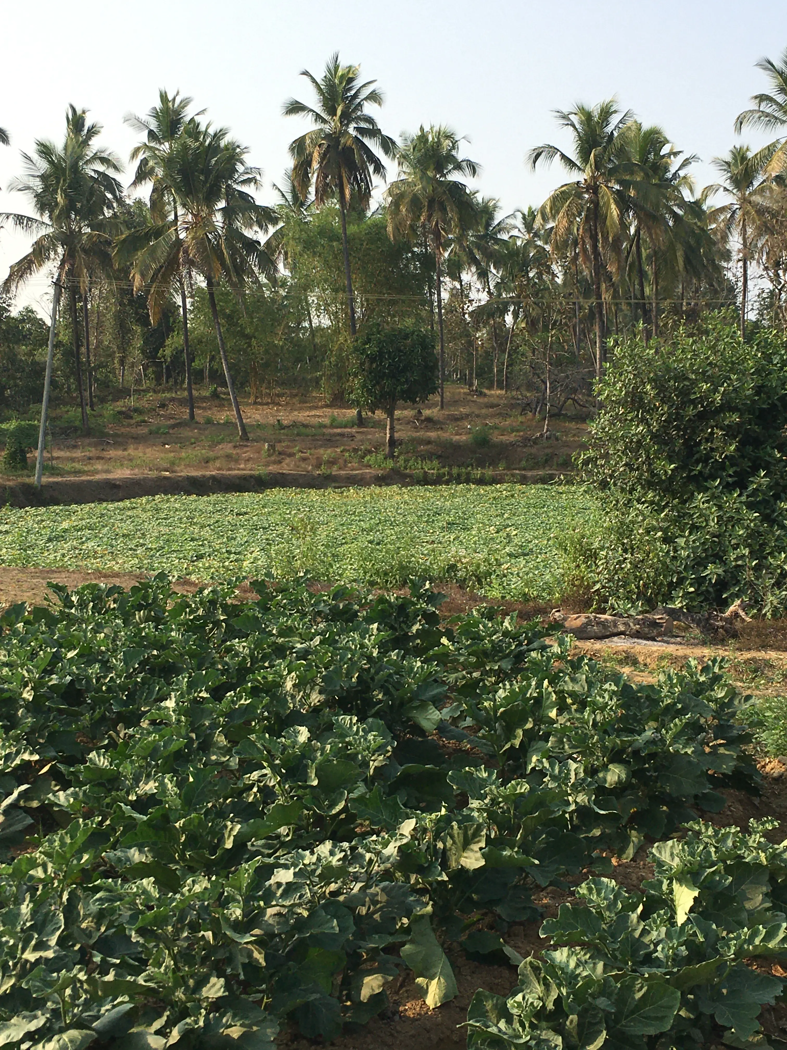 4.8-Acre Western Ghats View Farm